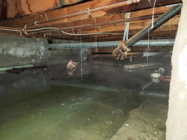 Best Flood damage cleanup  in Capitol View, SC